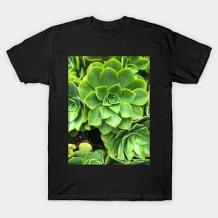 Flower-shaped succulent plant in Southern California T-Shirt